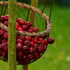 A cseresznye tápanyagtartalma: Kalória, vitaminok és ásványi anyagok
