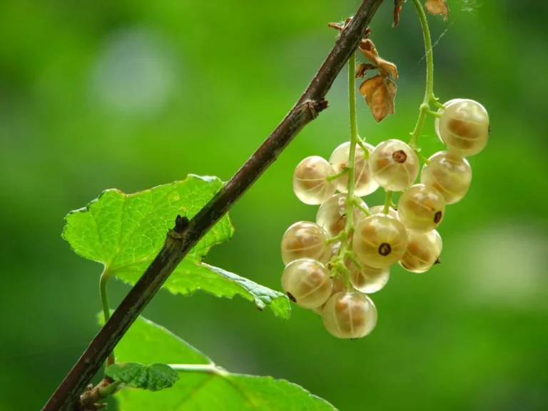Az egres tápanyagtartalma: Vitamintól az antioxidánsokig