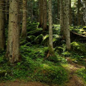 Miért érdemes a városi beton helyett minél többször az erdőt választani?