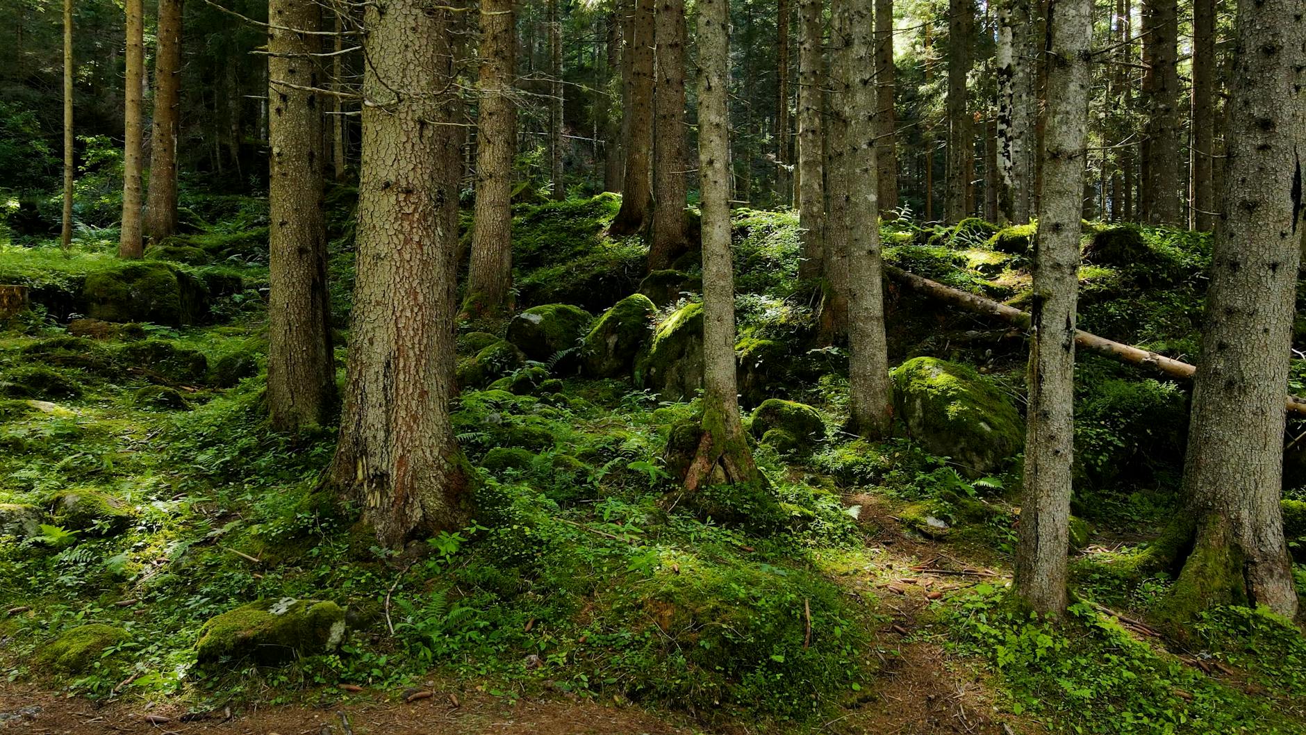 Miért érdemes a városi beton helyett minél többször az erdőt választani?
