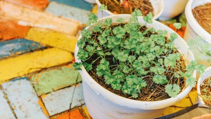 Így tarthatjuk életben hosszú ideig a konyhában nevelt fűszernövényeket