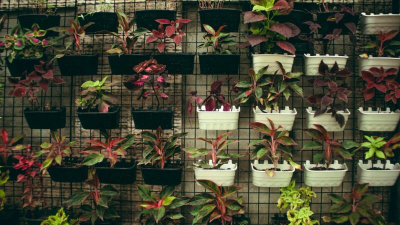 Így tarthatjuk életben a szobanövényeinket a fűtési szezon alatt is